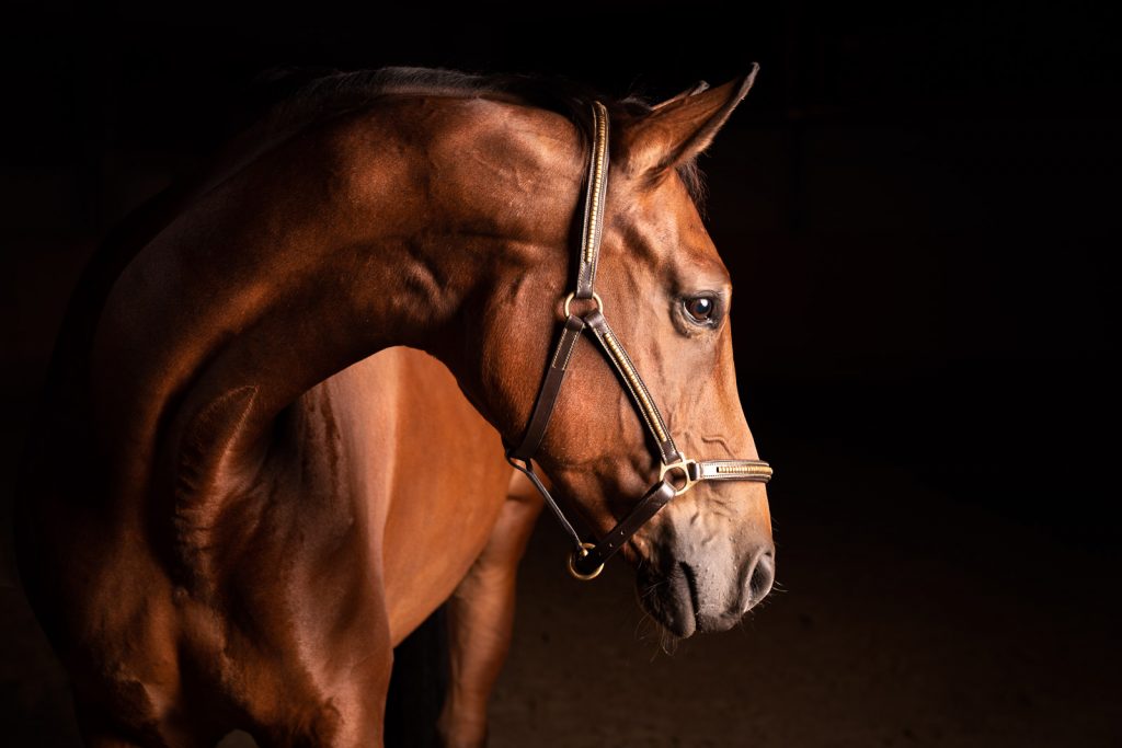 Pferd fotografieren mit Blitz
