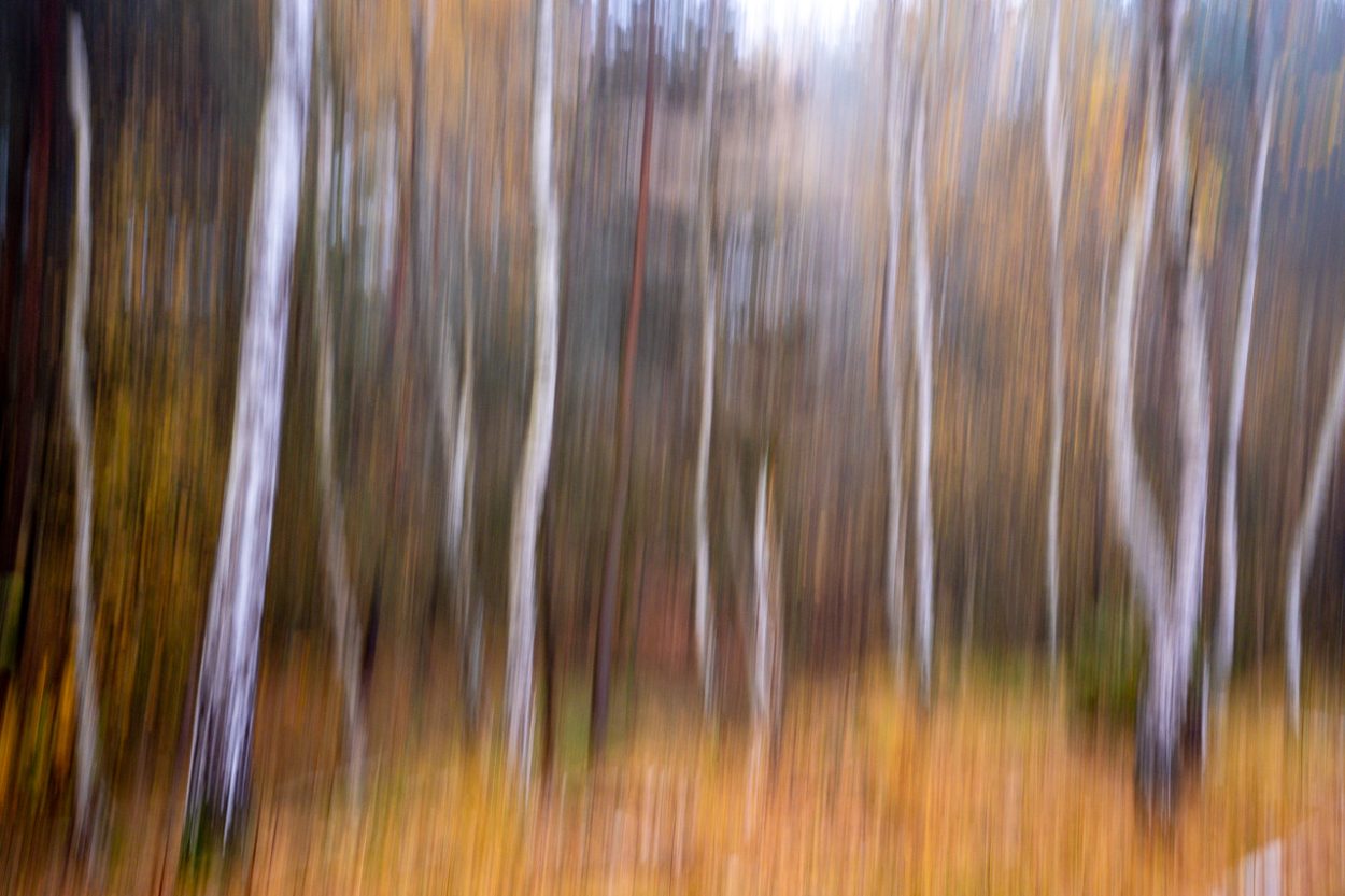 Bäume fotografieren - Mitzieher im Herbst