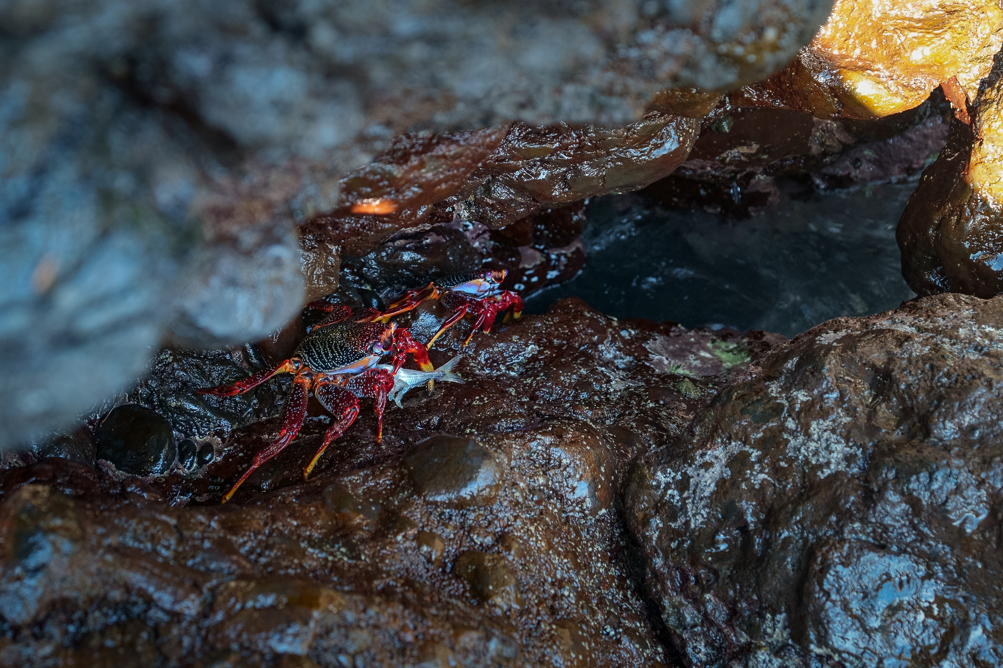 Krabbe auf Teneriffa