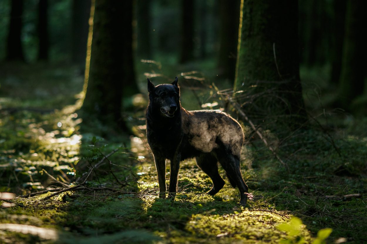 Hund mit schwarzem Fell im Wald fotografieren