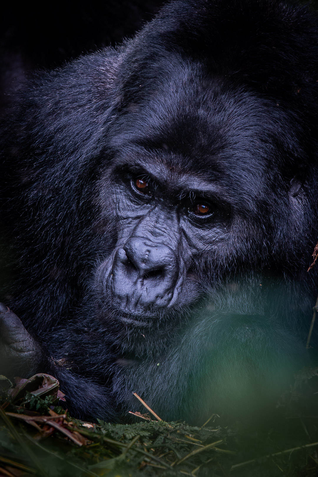 Ein Gorilla schaut in die Kamera