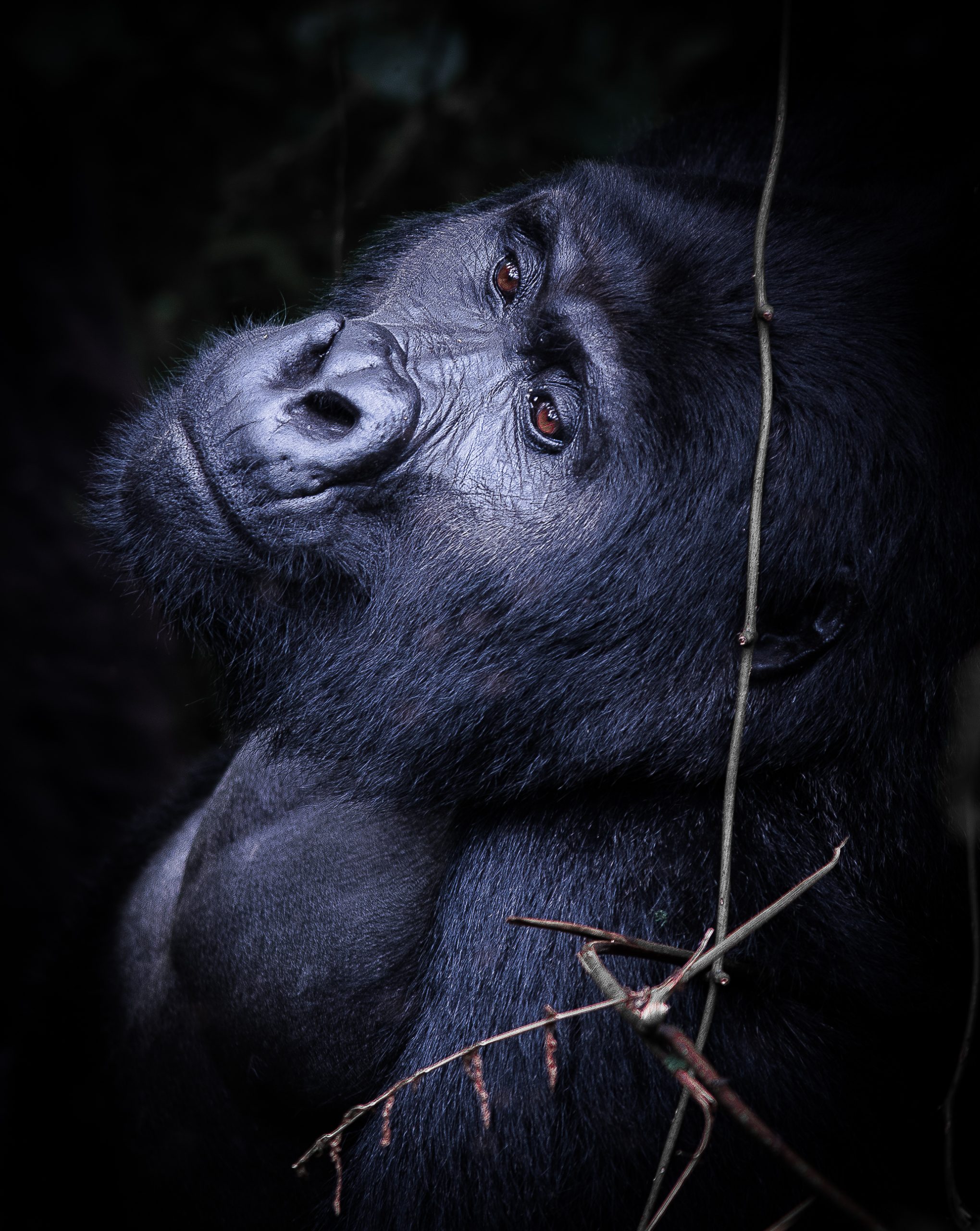 Ein Gorilla aus Uganda schaut nach oben