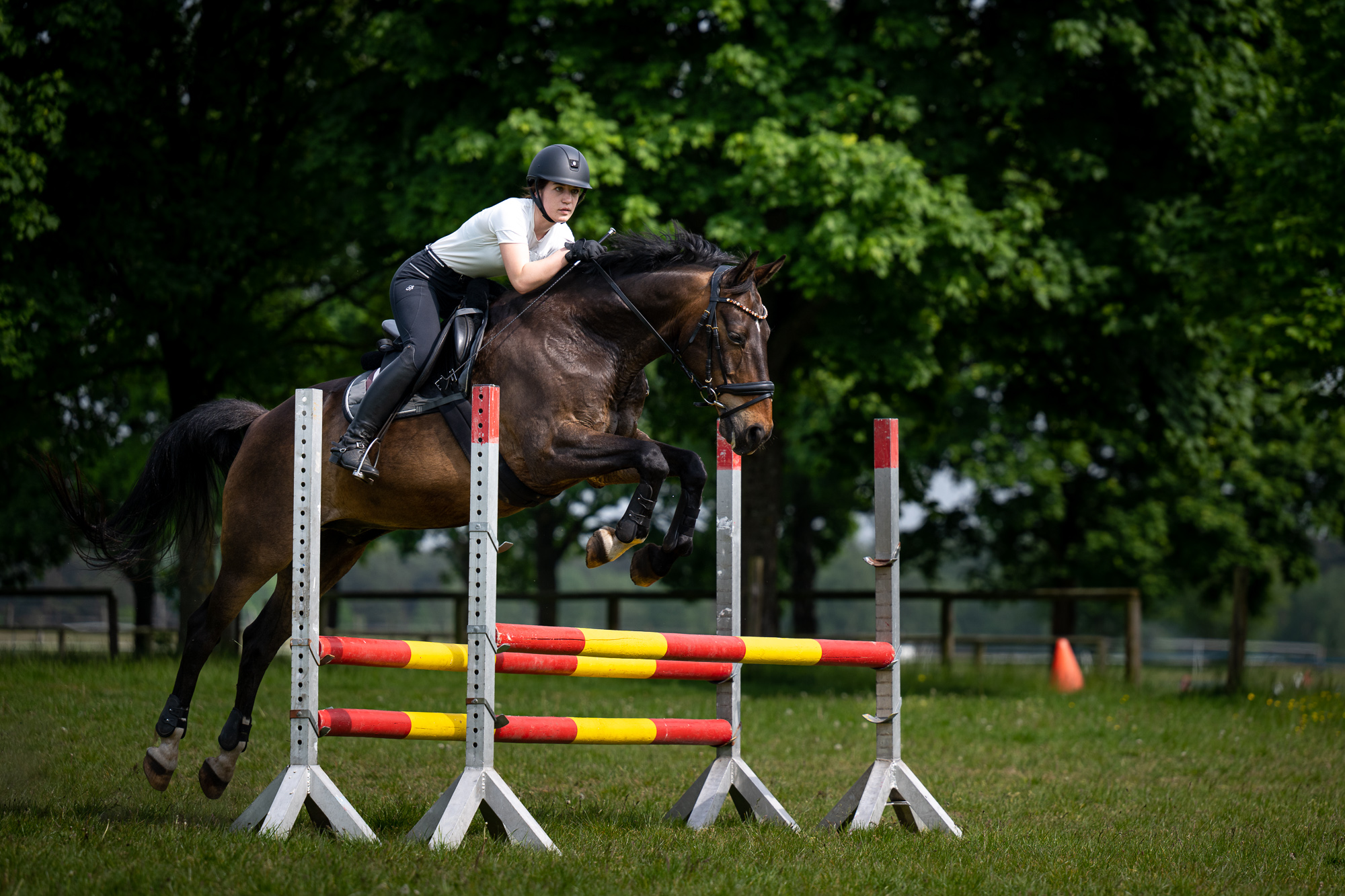 Pferd im Sprung fotografieren mit Nikon Z8 Kamera