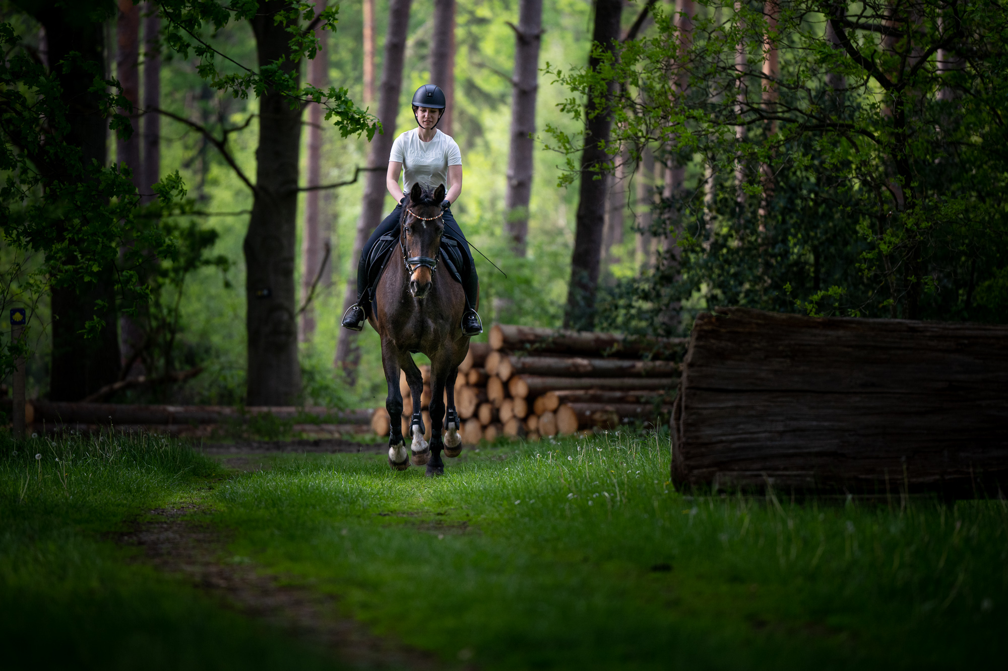 Pferde fotografieren - Frau im Wald mit Nikon Z8 Kamera