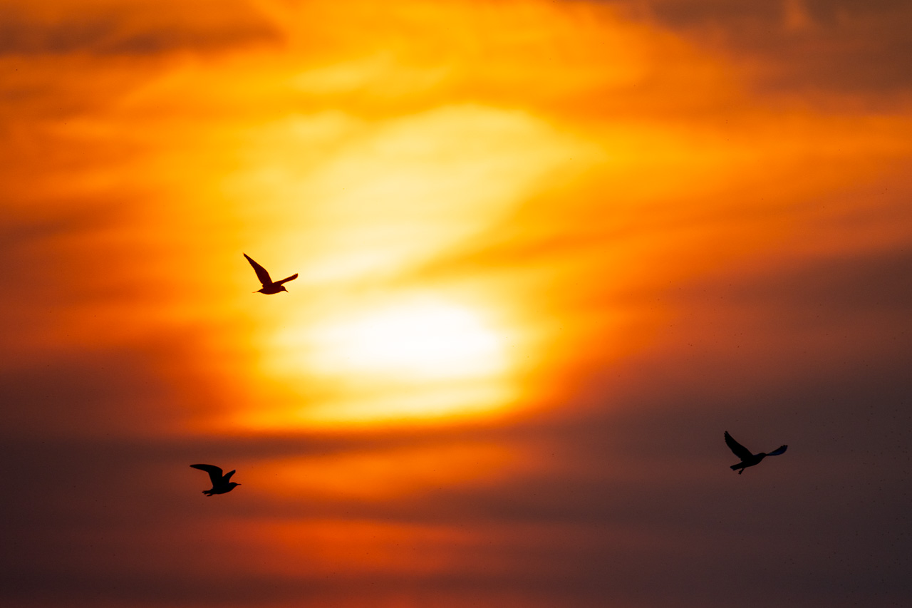 Vögel im Flug fotografieren Nikon Z8 Kamera