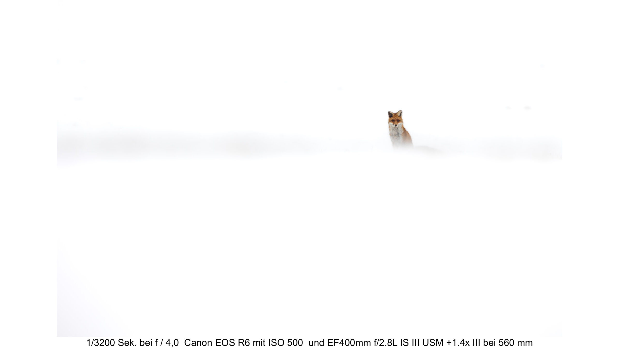 Fuchs im Schnee von Stefan Vogler